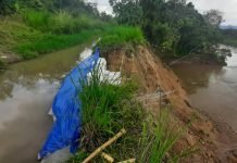 Saluran Induk Jebol, Lumbung Padi Sumatera Utara Terancam Gagal Tanam