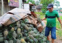 Potensi Cuan Dibalik Manisnya Buah Nanas Payaraman