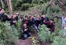 Satresnarkoba Polres Empat Lawang Temukan 500 Batang Ganja di Ladang Kopi Warga