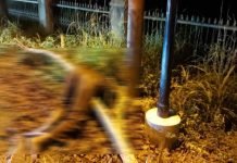 Pria Asal Srigeni Ditemukan Tewas di Depan Kantor Dinas Perikanan OKI