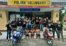 Polisi Amankan 3 Pelaku Perampokan Alfamart Asal OKI