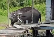 Kawanan Gajah Liar Rusak Kebun serta Fasilitas Warga Tulung Selapan OKI