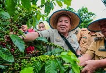 Gubernur Arinal Panen Kopi Arabika Sistem Pagar
