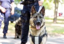 K-9 Baharkam Polri Kunci dalam Ungkap Narkotika di Pelabuhan Bakauheni