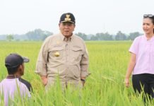 Gubernur Arinal Djunaidi Tinjau Lahan Pertanian di Kabupaten Lampung Tengah