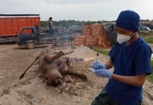 Bukan Keracunan, Ini Penyebab Kematian Mendadak Kerbau di OKI