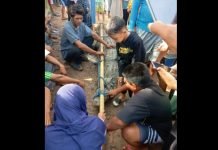 Kerap Memangsa Hewan Ternak, Buaya Liar di Air Sugihan OKI Akhirnya Berhasil Ditangkap