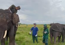 Melihat Perawatan Gajah Sumatera di Pusat Konservasi Padang Sugihan