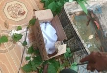 Geger, Warga Lempuing OKI Temukan Bayi dalam Kardus