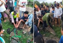 Kembali, Seekor Buaya Liar Masuk ke Dalam Tambak Warga Sungai Menang OKI