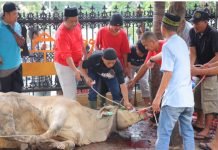 Idul Adha 2024, Polda Lampung Kurban 44 Sapi dan Kambing