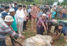Gus Irawan Pasaribu Kurban 21 Sapi Jumbo di Tapsel