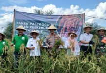 Raih Untung Lewat Program Kesatria, Terbukti Petani OKI Berhasil Panen Padi Gogo di Lahan Sawit