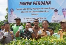 Panen Raya Cabe di OKI Berhasil Tekan Angka Inflasi