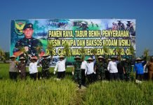 Sukseskan Swasembada Pangan, Pangdam II/Sriwijaya Panen Raya Padi di OKI