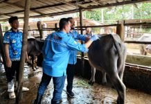 Pemkab OKI Berupaya Selamatkan Kerbau Pampangan dari Kepunahan