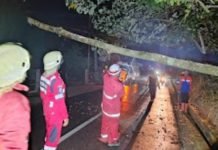 Tim Damkar dan Penyelamatan PALI Sigap Tanggulangi Pohon Tumbang di Kelurahan Bhayangkara