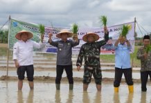 Kebut Optimasi Lahan, Petani OKI Tanam Padi IP 300