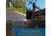 PLN Unit Pelayanan Pendopo Berusaha Keras Atasi Padamnya Aliran Listrik Akibat Pohon Tumbang