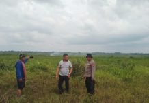 Kapolsek SP Padang Pimpin Pemadaman Kebakaran Lahan Pertanian di Desa Tanjung Alai