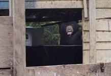 Polisi Imbau Masyarakat Lampung Barat Segera Lapor Jika Kembali Melihat Penampakan Beruang