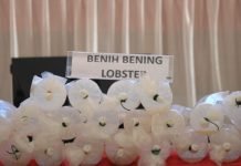 Ungkap 149.400 Ekor BBL, Polda Lampung Selamatkan Kerugian Negara Rp 37,3 Miliar