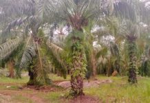 Konflik Lahan di Muara Burnai 1 OKI, Kedua Belah Pihak Saling Lapor