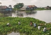 Kades Batun Baru Pimpin Aksi Bersihkan Sungai dari Eceng Gondok