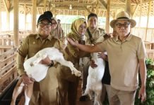 Pj. Gubernur Samsudin Tinjau Peternakan Kambing Burawa