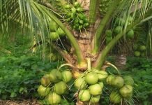 Cara Sederhana Menjaga Kesehatan dengan Air Kelapa Alami