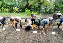 Pemkab dan Polres OKI Lakukan Tanam Jagung Serentak di SP Padang