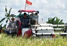 OKI Surplus Beras 238 Ribu Ton, Target Produksi Meningkat