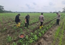 Monitoring Penanaman Jagung, Kapolsek SP Padang Pastikan Progres Optimal