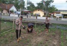 Polsek SP Padang Dorong Pemanfaatan Lahan Produktif untuk Ketahanan Pangan Nasional