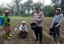 Optimalkan Hasil Tanaman Jagung, Polsek Lempuing Jaya Rutin Lakukan Pemupukan dan Pemeliharaan
