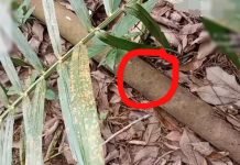 Kebocoran Pipa Gas Diduga Milik PT Pertamina di Desa Talang Akar Resahkan Warga