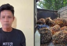 DPO Pencuri 102 Tandan Kelapa Sawit Diamankan Polsek Gunung Agung