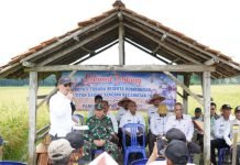 Panen Raya Padi di Tiyuh Gading Kencana, Bupati Novriwan Terapkan Sistem Pertanian Berkelanjutan