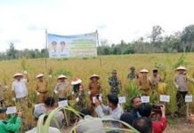 Dinas Pertanian PALI Sebut Hasil Panen Raya Padi Gogo Topang Ketahanan Pangan