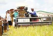 Wakili Sumsel, Petani OKI Panen Raya Serentak Bersama Presiden Secara Virtual