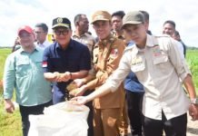 Panen Raya Padi Serentak, Ketua DPRD Lampung Tunjukkan Komitmen Sektor Pertanian