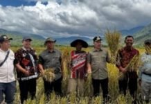 Tanam dan Panen Serentak, Pemkab Kerinci Genjot Produksi Beras Nasional