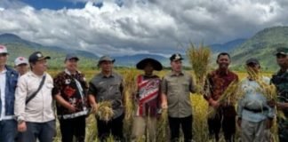 Tanam dan Panen Serentak, Pemkab Kerinci Genjot Produksi Beras Nasional