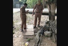 Respons Cepat Evakuasi Buaya di Jejawi, Camat Apresiasi Dinas Perikanan OKI