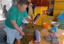 Ikan Blue Marlin Jadi Primadona di Kabupaten Pesisir Barat