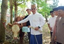 Dari Istana untuk Rakyat, Bupati Egi Salurkan Sapi Kurban Presiden