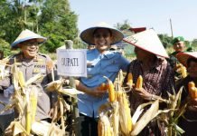 Pemkab Lampung Selatan Gelar Panen Raya, Dukung Swasembada Jagung Nasional