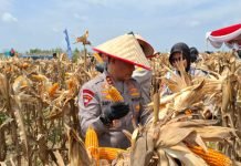 Produksi Jagung di Sumsel Meningkat Hampir Dua Kali Lipat Berkat Dukungan Polri
