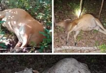 Sapi Hilang di Malam Hari, Warga Pangkalan Lampam Minta Polisi Bertindak