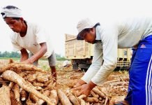 Permintaan Tapioka Dunia Anjlok, Harga Singkong Nasional Tertekan, Petani Diminta Bersiap